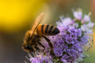 closeup of a delicate bee collecting pollen on a flower
