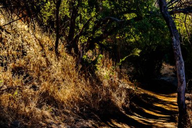 mountain path illuminated by the summer morning sun, you can see the dry grass and the green of the trees that cast a charming shadow