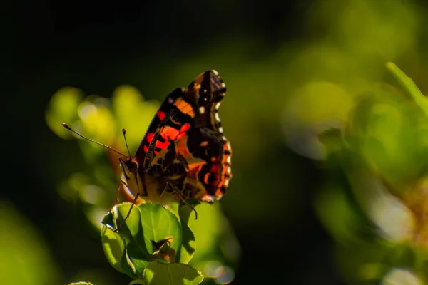 closeup of red butterfly perched on a bush thermoregulating with the morning sun in the mountain range of santiago de chile with the background out of focus
