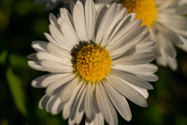 closeup of small and beautiful daisy with white petals and yellow center in a garden at sunset under a defocused green background