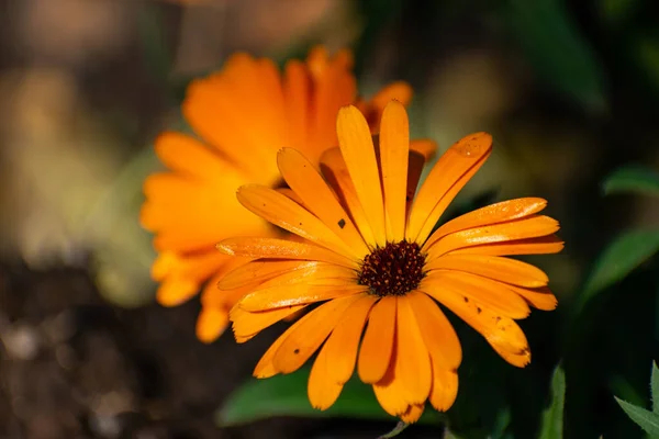 Closeup Beautiful Dimorphoteca Sinuata Flower Orange Daisy Drops Its Petals — Fotografia de Stock