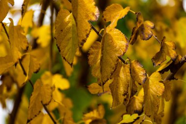 Bir ağaç dalında düşmeyi bekleyen sarı yaprakların yakın çekim görüntüsü