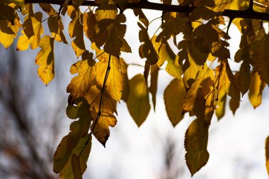 Bir sonbahar sabahı düşmeyi bekleyen bir ağaç dalındaki sarı yaprakların arka planda yakın plan görüntüsü. Işıklar ve gölgeler.
