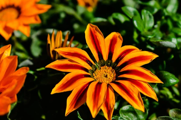 Close-up of beautiful orange and brown flower (gerbera) on green foliage in the garden in late summer lit by the midday sun