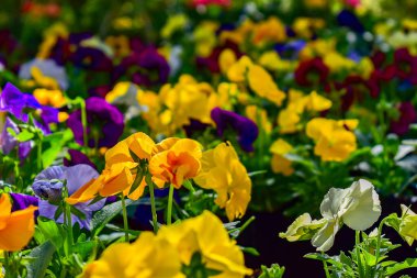 Çeşit çeşit Viola wittrockiana veya farklı renkte hanım evlatlarının bahçesinde