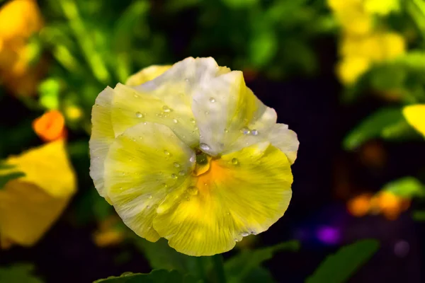 Nahaufnahme Einer Schönen Stiefmütterchenblume Weißen Und Gelben Tönen Mit Wassertropfen — Stockfoto