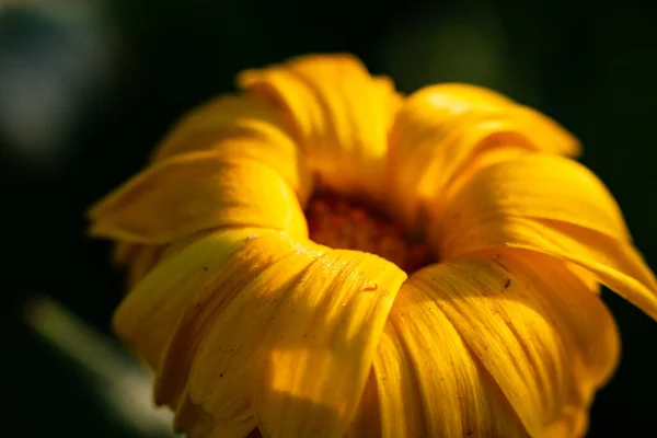 Nahaufnahme Einer Schönen Gelben Blume Die Frühlingshaftes Abendlicht Getaucht Ist — Stockfoto