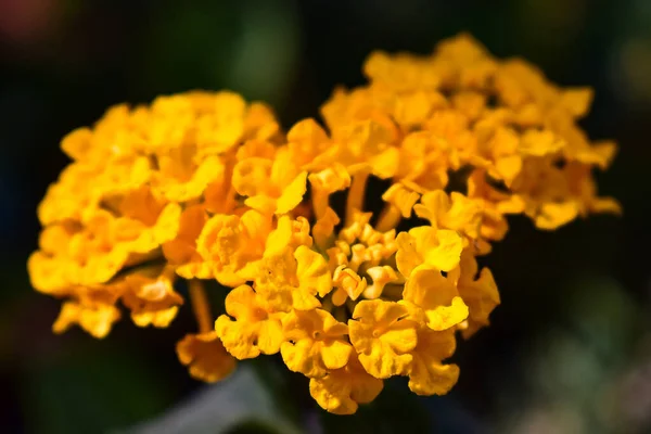Detailní Záběr Krásné Žluté Rostliny Zahradě Sluncem Zalité Pozdní Letní — Stock fotografie