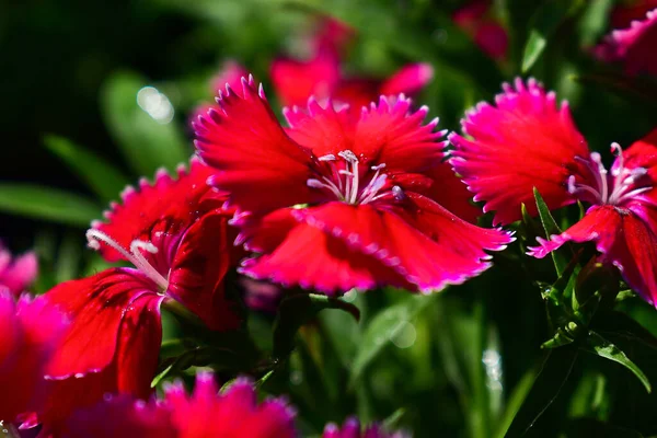 stock image closeup of a set of beautiful red carnations illuminated by the summer midday sun in the garden