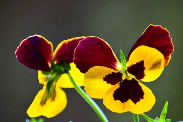 Güzel Sarı Kahverengi Nonoş Çiçeğinin Bir Sonbahar Öğleden Sonra Bahçesinde — Stok fotoğraf