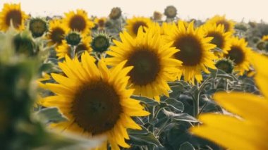 Beautiful footage of sunflowers field.