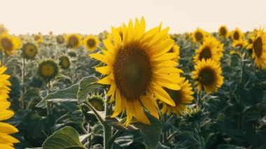 Beautiful footage of sunflowers field.