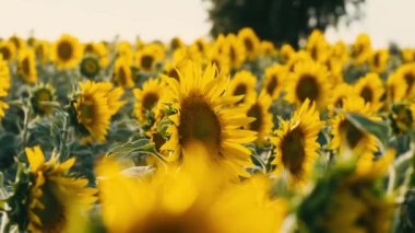 Sunflower. Sunflower field. Beautiful footage of sunflowers field. Close footage of sunflowers field. Blooming Sunflowers. Sunflowers 4k resolution footage. Sunflower production.