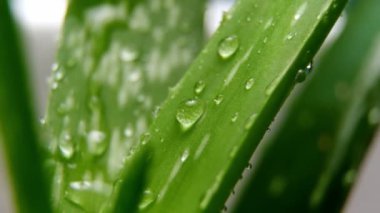 Aloe vera gülü, çiğ ya da yağmur suyu damlası, taze sulu yeşil bitki, ıslak yapraklar, yağmur damlaları veya damlacıklar. Organik kozmetik için doğal tıbbi bitki, alternatif tıp, bir damla aloe vera.