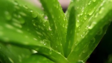 Aloe vera gülü, çiğ ya da yağmur suyu damlası, taze sulu yeşil bitki, ıslak yapraklar, yağmur damlaları veya damlacıklar. Organik kozmetik için doğal tıbbi bitki, alternatif tıp, bir damla aloe vera.