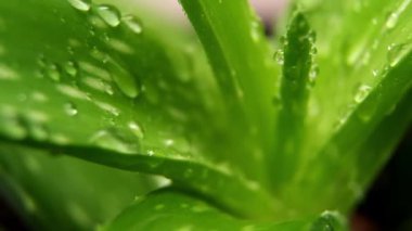 Aloe vera gülü, çiğ ya da yağmur suyu damlası, taze sulu yeşil bitki, ıslak yapraklar, yağmur damlaları veya damlacıklar. Organik kozmetik için doğal tıbbi bitki, alternatif tıp, bir damla aloe vera.