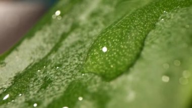 Slow motion of water droplets falling on a fresh green leaf. Obtaining an extract from aloe vera leaves. Dew drops on the plant. The concept of natural humidity or the environment and cleanliness. Heal.