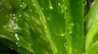 Aloe vera bitkisi suyu yapraklardan, doğal kozmetiklerden, doğal tıp konseptinden, cilt bakımında ve kaplıcada kullanılan bitkisel ilaçlardan alır..