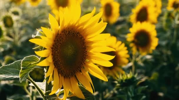 Pole Žlutých Slunečnicových Květin Pozadí Mraků Slunečnice Houpe Větru Krásná — Stock video