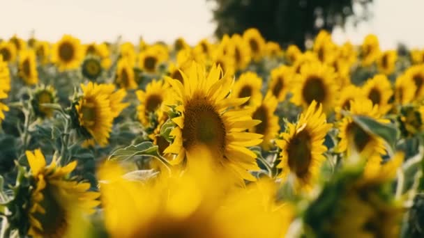Slunečnice Slunečnicové Pole Krásné Záběry Slunečnicového Pole Zavřít Záběry Slunečnicového — Stock video