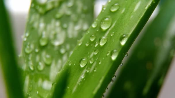 Concepto Crema Cosmética Base Aloe Medicina Natural Cuidado Del Rejuvenecimiento — Vídeo de stock