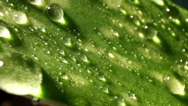 Aloe Vera Plant Draws Water Leaves Natural Cosmetics Concept Natural — Wideo stockowe