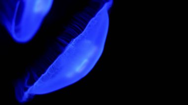 4 bin. Akvaryum havuzunda yüzen bir grup floresan denizanası. Suyun altında parlayan bir denizanasıyla şeffaf denizanası çekimleri. deniz yaşamı duvar kağıdı arkaplanı.