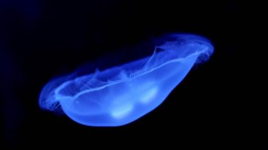 Akvaryumda yüzen floresan denizanası. Suyun altında parlayan bir denizanasıyla şeffaf denizanası çekimleri. deniz yaşamı duvar kağıdı arkaplanı.