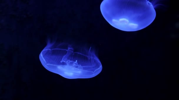 Grupo Medusas Fluorescentes Nadando Una Piscina Acuario Medusas Transparentes Bajo — Vídeos de Stock