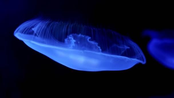 Fluorescerande Maneter Simmar Akvarium Genomskinlig Manet Vattnet Skott Med Glödande — Stockvideo