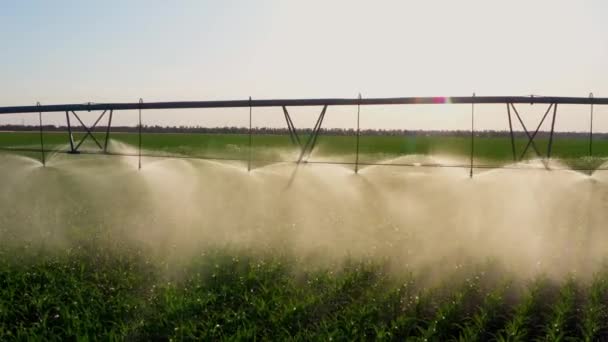 Irrigação Campo Agrícola Sistema Aspersão Água Trabalhando Plantação Vegetais Grande — Vídeo de Stock