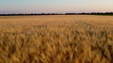 Altın buğday tarlası kulakları. Tarım, tarım çiftliği. Altın gibi temiz buğday tarlası yaz sabahı, manzara buğday yaz tarlası güneşli gökyüzü doğa, kırsal arka plan, yaşam tarzı