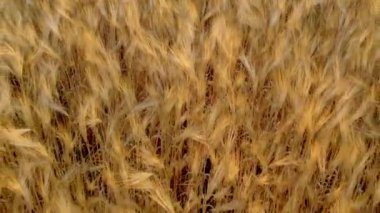 Altın buğday tarlası kulakları. Tarım, tarım çiftliği. Altın gibi temiz buğday tarlası yaz sabahı, manzara buğday yaz tarlası güneşli gökyüzü doğa, kırsal arka plan, yaşam tarzı