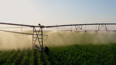 Patates tarlasında çalışmak, daha fazla büyüme için mahsulü sulamak. Merkezi pivot sistem sulama. Çiftlikteki tarlaları sulamak. Toprak ve sebzeler için modern sulama sistemi.