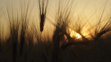 A mature wheat crop grows in a beautiful field at sunset in close-up. Young golden-colored spikelets ripen on farmland on a summer evening. Soft sunlight shines on the fresh leaves of the grains. 