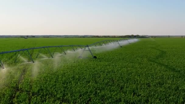 Irrigation Agricultural Field Water Sprinkler System Working Vegetable Plantation Large — Vídeo de Stock