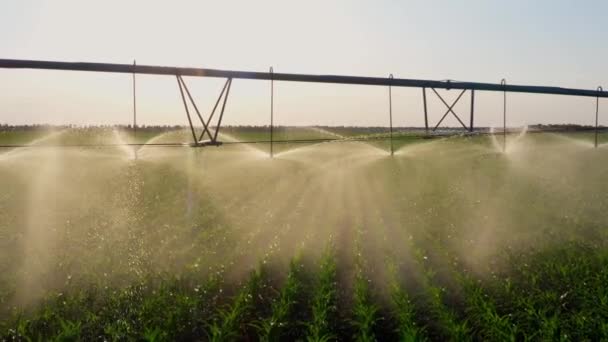 Irrigation Agricultural Field Water Sprinkler System Working Vegetable Plantation Large — Vídeo de Stock
