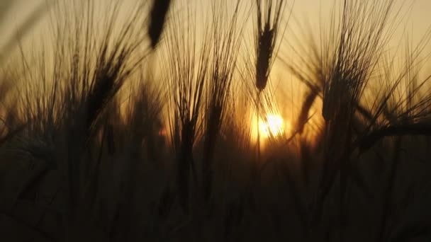Mature Wheat Crop Grows Beautiful Field Sunset Close Young Golden — 图库视频影像