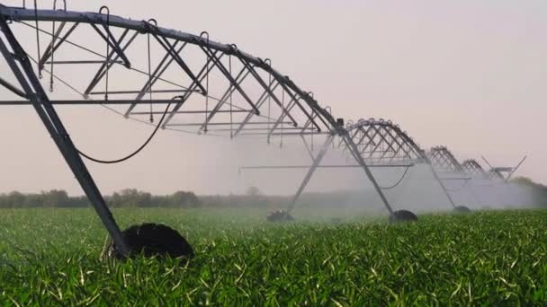 Pivot Lavoro Nel Campo Patate Irrigazione Raccolto Una Maggiore Crescita — Video Stock