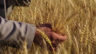 The hand of a farmer, a male worker, touches the ripened wheat leaves. Growing organic food in the countryside. Farmer's hand on wheat sprouts. Farmer in a yellow wheat field inspecting the harvest