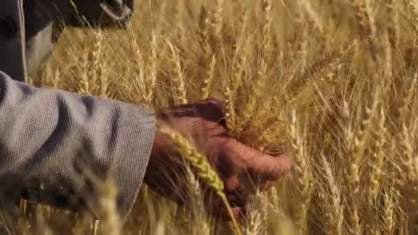 Hand Farmer Male Worker Touches Ripened Wheat Leaves Growing Organic — Vídeos de Stock