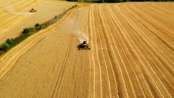 小麦を収穫する 畑で小麦を収穫します 空中ドローン撮影収穫 農業ライフスタイルビジネスの概念です トラクターは小麦の収穫が畑で穀物を集めるのを刈る — ストック動画