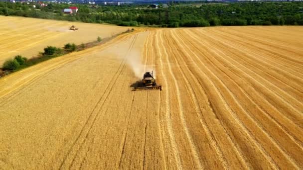 Harvesters Wheat Harvesters Harvest Wheat Field Aerial Drone Filming Harvesting — Wideo stockowe