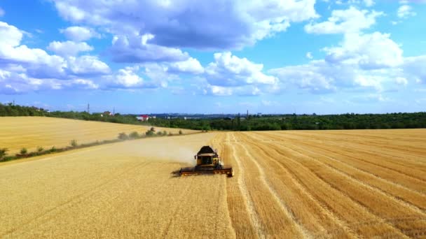 小麦を収穫する 畑で小麦を収穫します 空中ドローン撮影収穫 農業ライフスタイルビジネスの概念です トラクターは小麦の収穫が畑で穀物を集めるのを刈る — ストック動画
