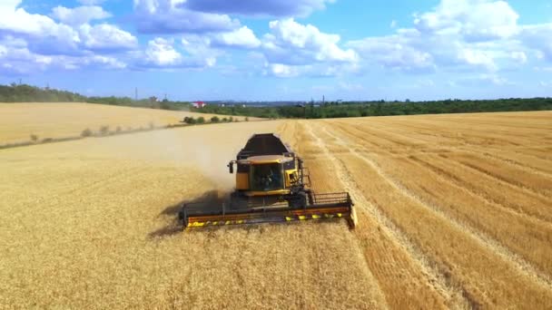 Aerial View Cereal Crop Drone Fired While Flying Combine Harvester — Wideo stockowe