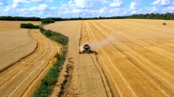 4K谷类作物的空中视图 无人机是在飞越小麦田里的联合收割机时发射的 收割田里小麦的收割机正在进行中 一个接一个地 — 图库视频影像
