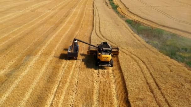 Harvesters Wheat Harvesters Harvest Wheat Field Aerial Drone Filming Harvesting — ストック動画