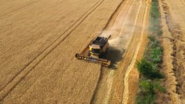 Mısır gevreğinin 4K hava görüntüsü. Drone buğday tarlasında çalışan bir biçerdöver üzerinde uçarken ateşlendi. Tarladaki buğday hasadı için biçme makinesi. Çalışmalar sürüyor. Hasat üstüne tarla