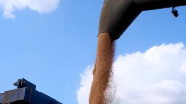 A combine harvester loading freshly harvested wheat into a tractor trailer for transport. Agricultural harvesting. Combine agricultural machinery in a wheat field.