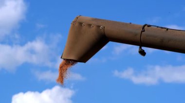 Combine loading wheat grain in truck at evening. Yellow dry kernels falling from harvester auger. View on stream of freshly harvested barley pouring in trailer. Beautiful sky at background.